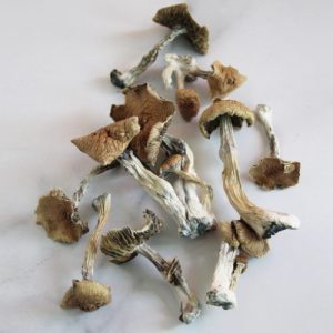 Comprare funghi Golden Teacher