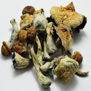B + Acquista funghi