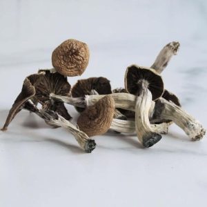 Acquista funghi Mazatapec